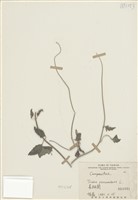 藏品(長柄菊)的圖片